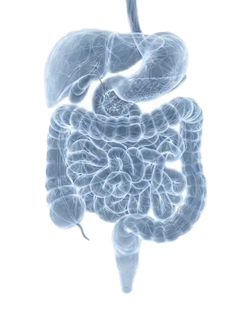 Stomach